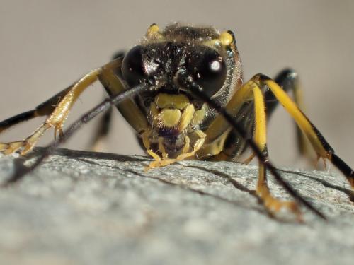Réf. 282 530 : Tenthredo maculata maculata
